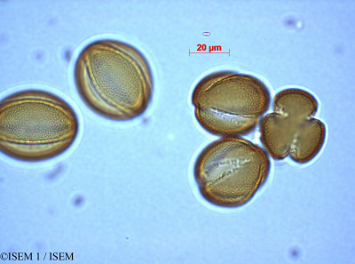 ISEM 1/Phlomis_fruticosa_29221/Phlomis_fruticosa_29221_0001(copy)_thumb.jpg